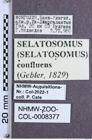 Etikette zu Selatosomus (Selatosomus) confluens confluens (Gebler, 1829) (NHMW-ZOO-COL-0008377)